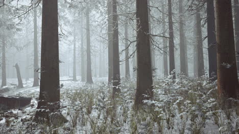Winterkiefernwald-Mit-Nebel-Im-Hintergrund